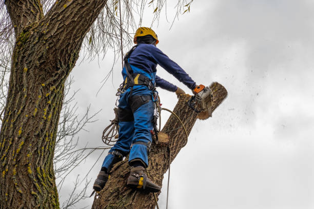 Best Tree Risk Assessment  in Abilene, TX